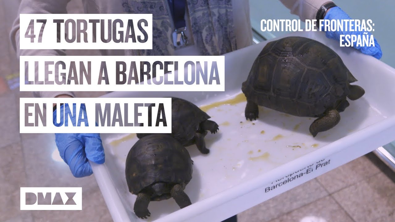 Alerta en España por bichos en la comida