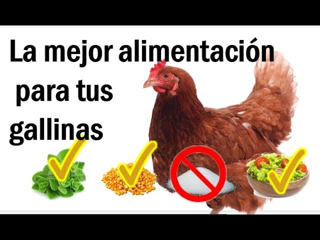 Alimenta a las gallinas para mantenerlas felices