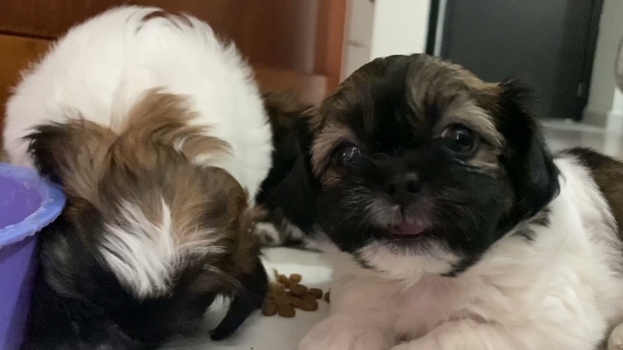 Alimenta a tu Shih Tzu correctamente para su salud