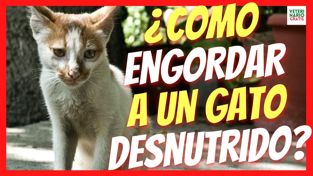 Alimenta a tu gato con la mejor comida para engordar