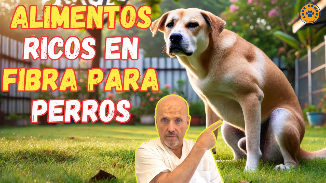 Alimenta a tu perro con comida rica en fibra para una mejor salud