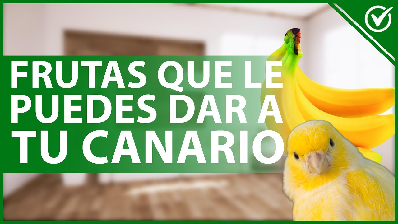 Alimenta a tus canarios con comida casera de calidad