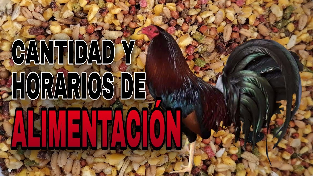Alimentación adecuada: Comida para gallos en postura