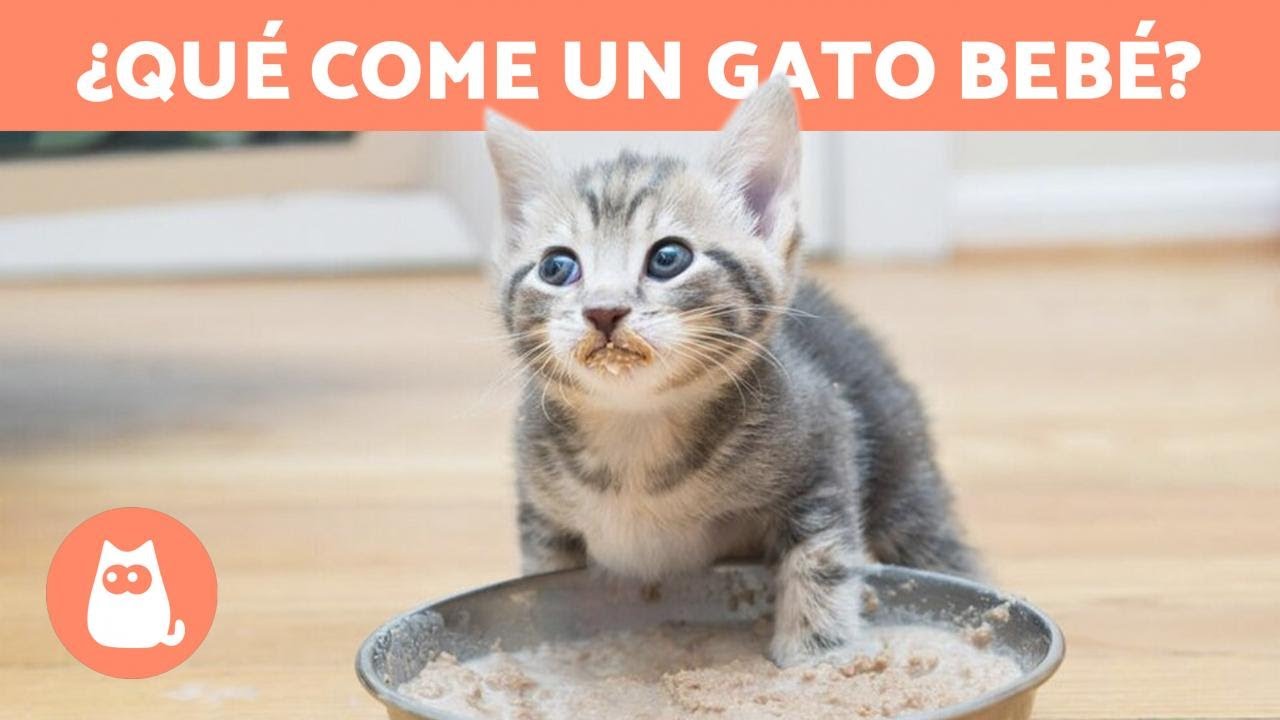 Alimentación adecuada: Comida para gatos recién destetados