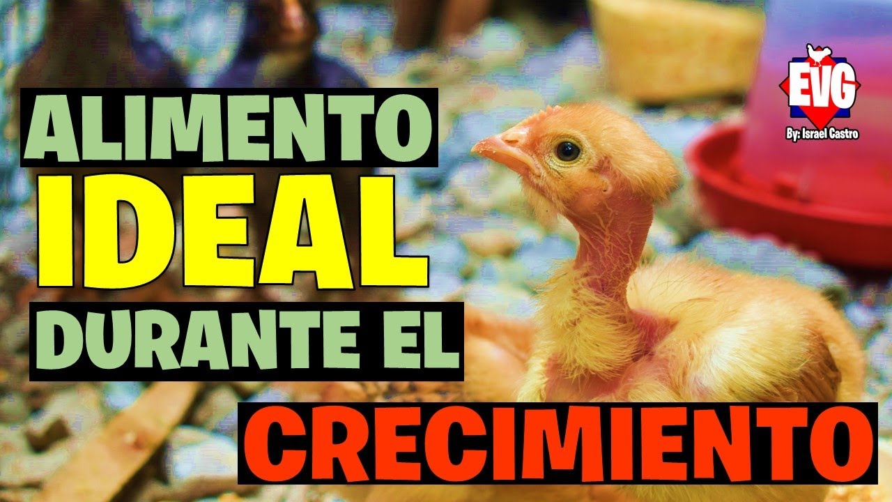 Alimentación adecuada: Comida para pollitos de gallina