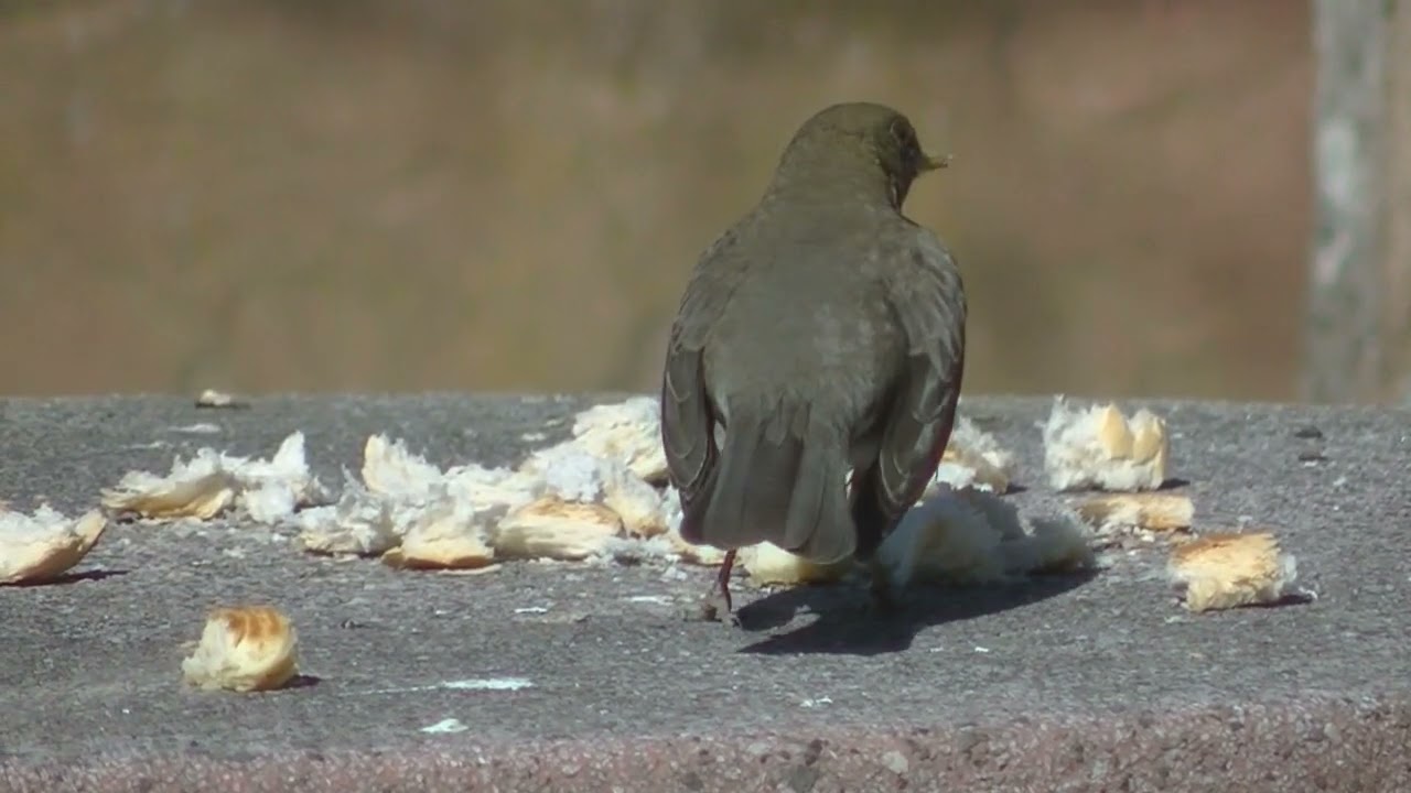 Alimentación adecuada: Comida para zorzales en cautividad