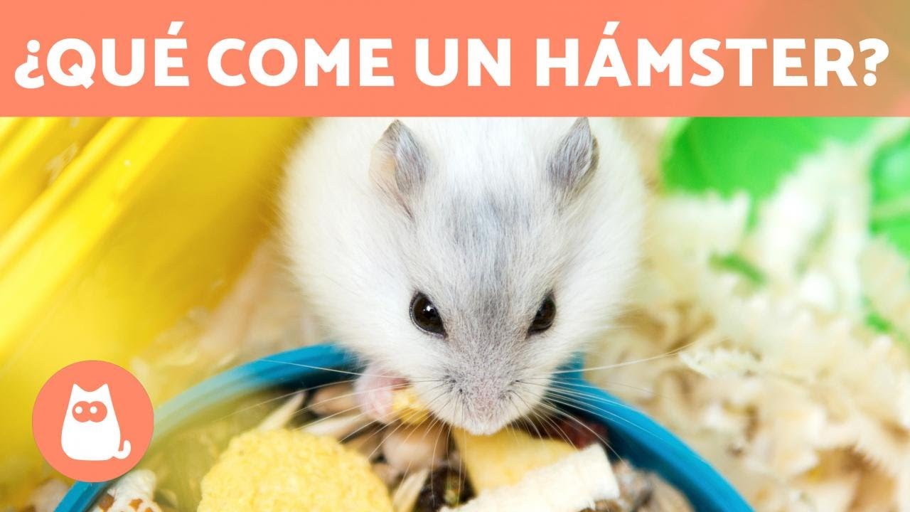 Alimentación adecuada para hamsters: todo sobre su comida
