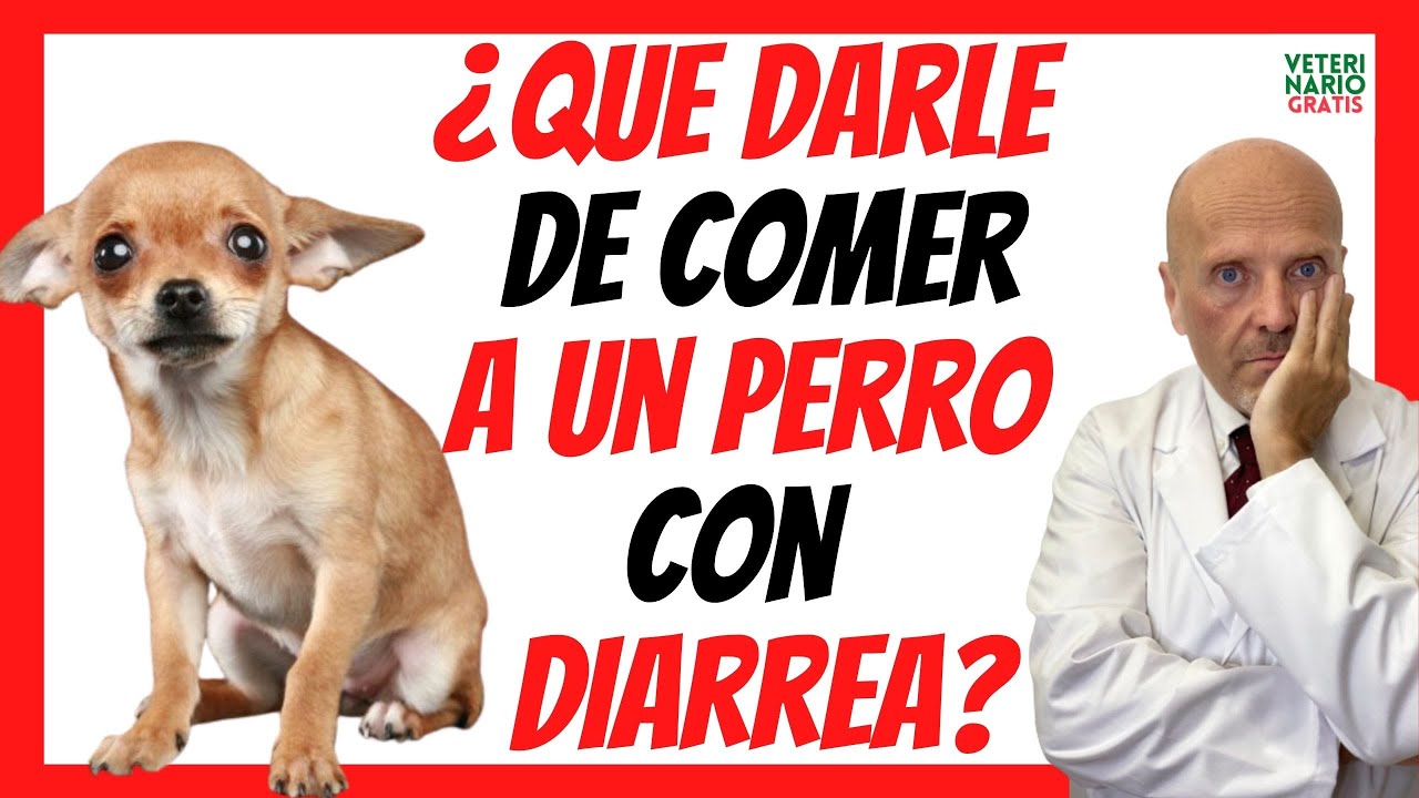 Alimentación adecuada para perro con diarrea