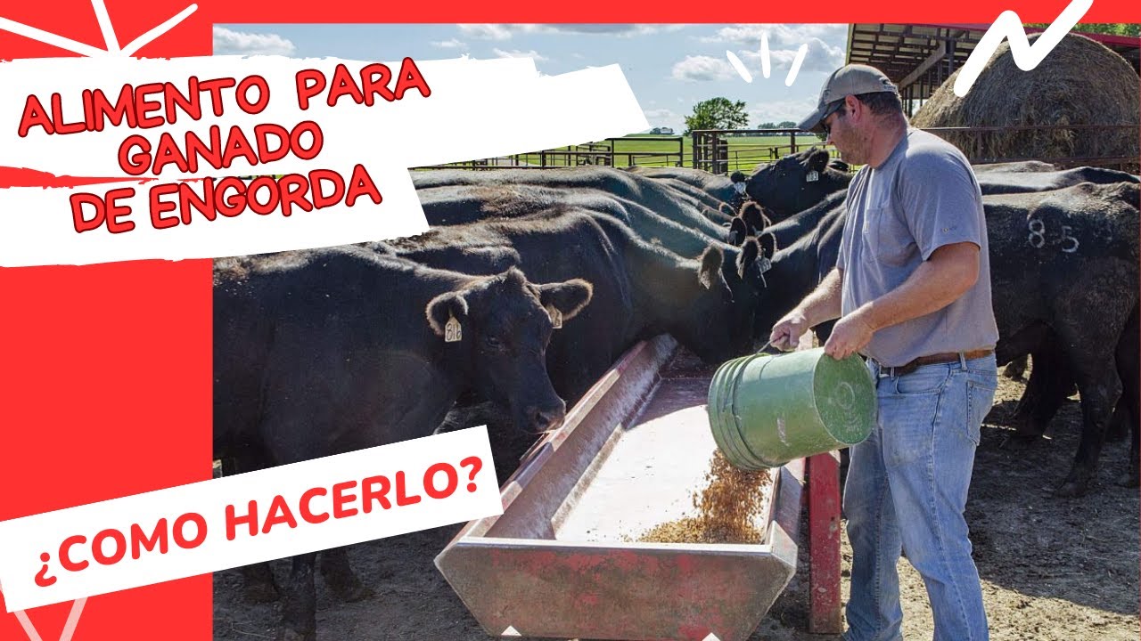 Alimentación de calidad: Comida para ganado de engorde