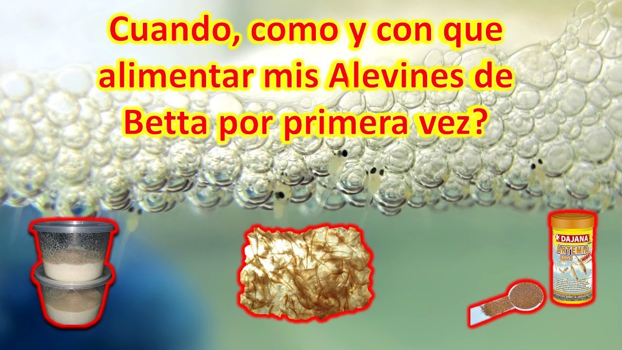 Alimentación de calidad: comida para alevines de betta recién nacidos
