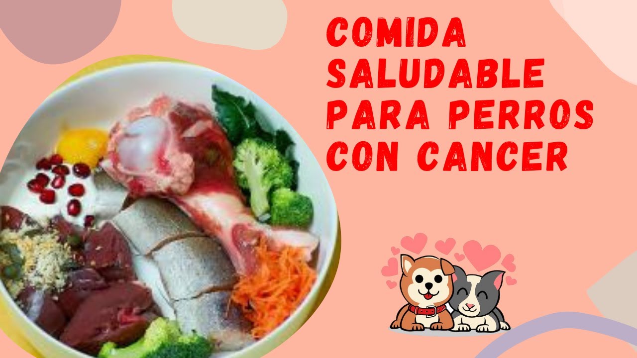 Alimentación especial: comida para perros con cáncer