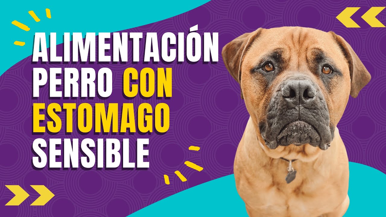 Alimentación especial: comida para perros con úlcera gástrica