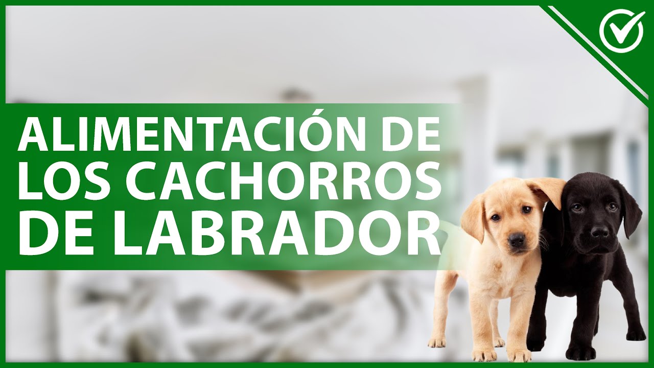 Alimentación para cachorros labrador: Cantidad de comida adecuada