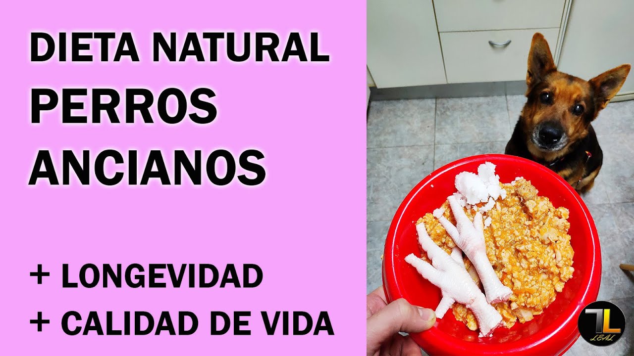 Alimentando a tu amigo fiel: Comida nutritiva para perros viejos