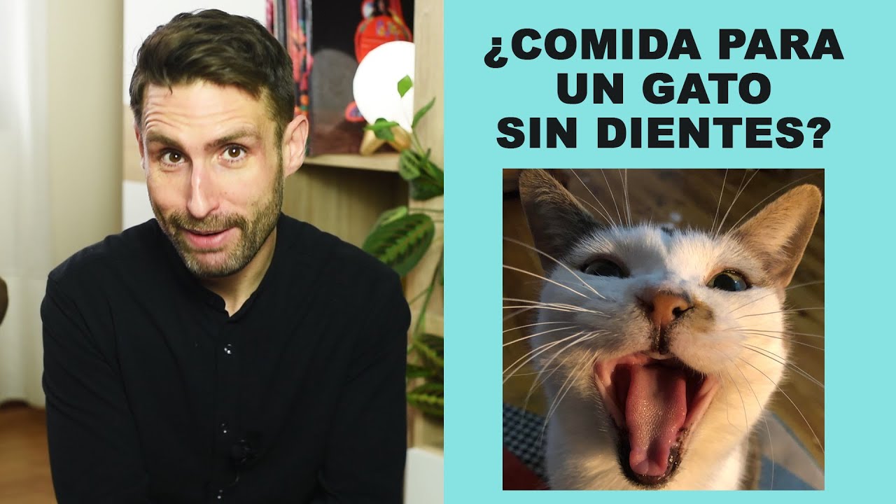 Alimentando a tu gato sin dientes: opciones de comida adecuada
