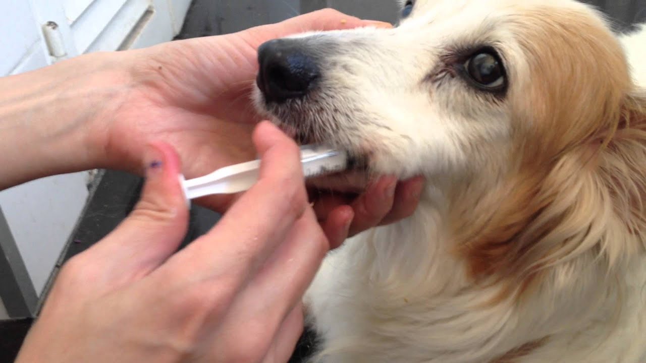 Alimentando a tu mascota: Comida de perro con agua
