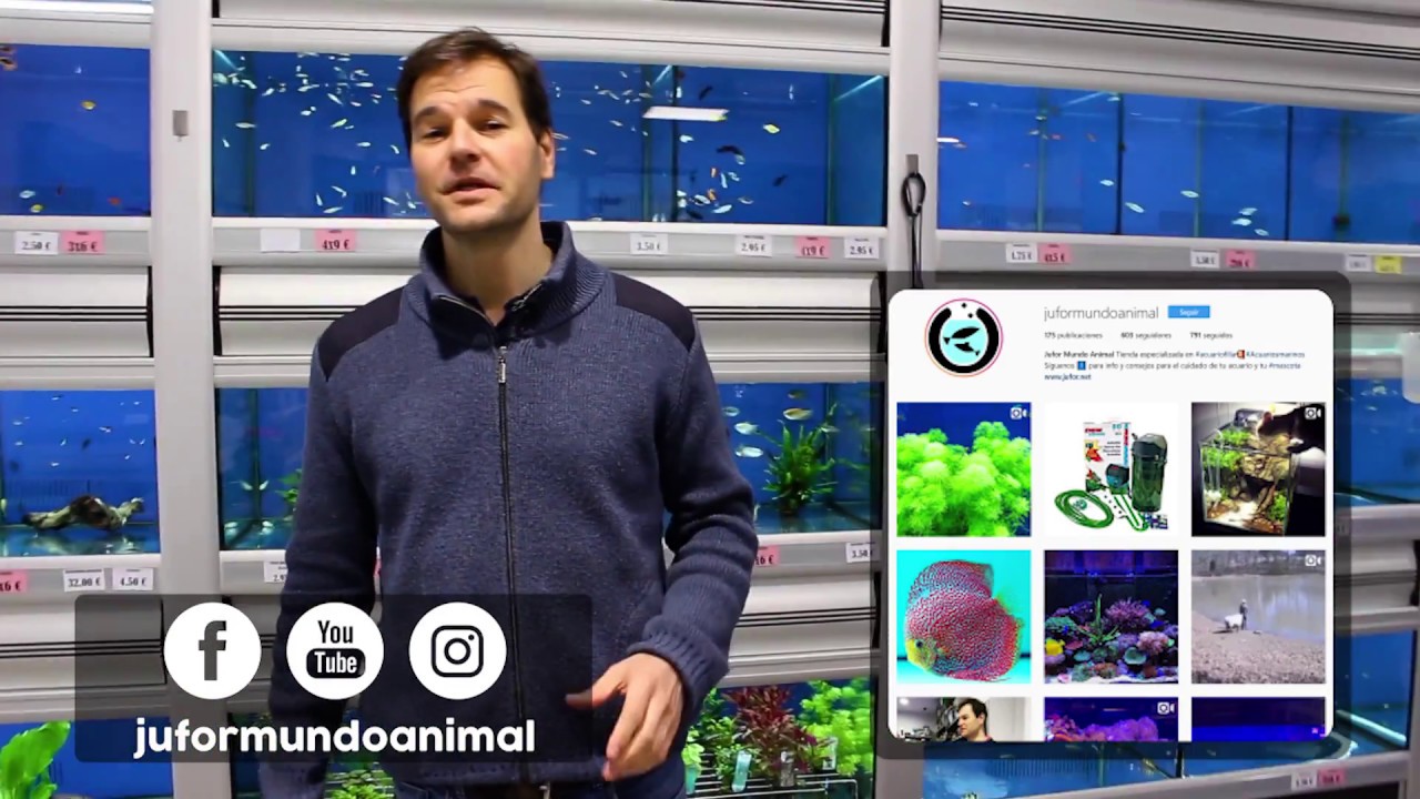 Alimentando a tus peces sin contaminar: comida que no ensucia el agua