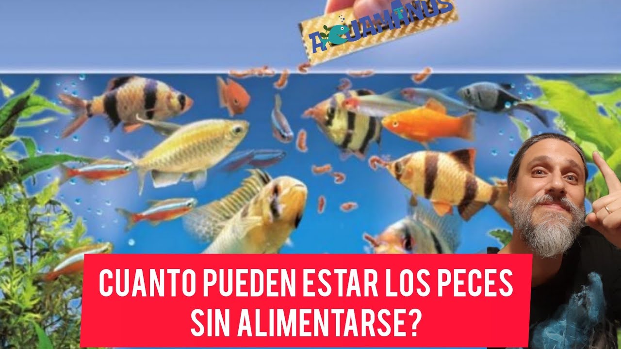 Alimentar peces sin comida disponible: alternativas