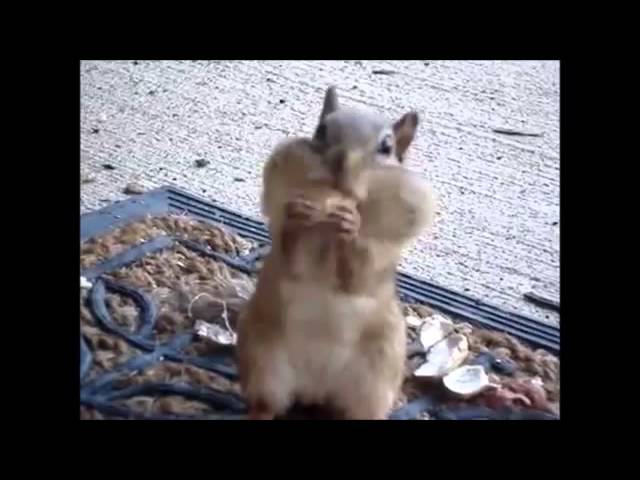 Ardilla ahorradora: Guarda comida en sus cachetes