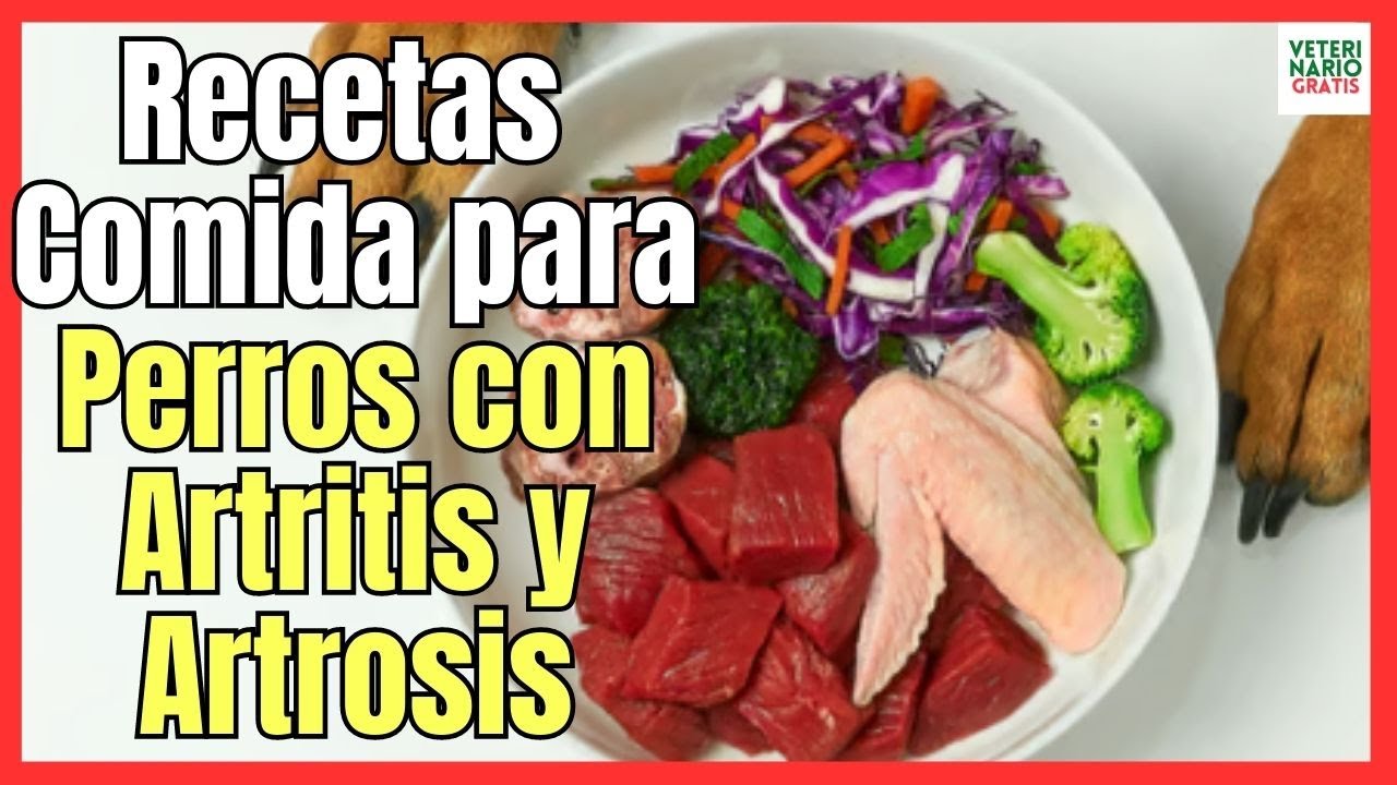 Comida casera de calidad para perros con artritis: Cuida su salud