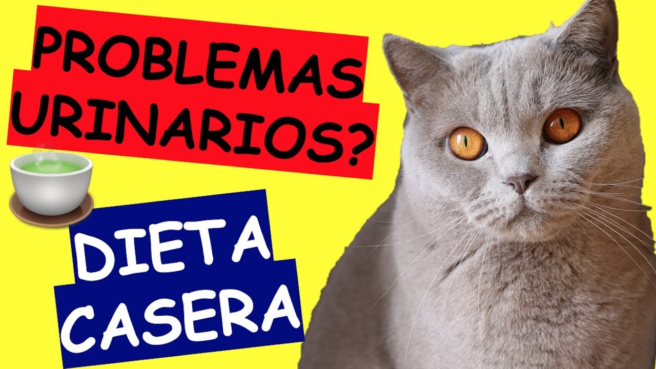 Comida especial para gatos con cálculos urinarios