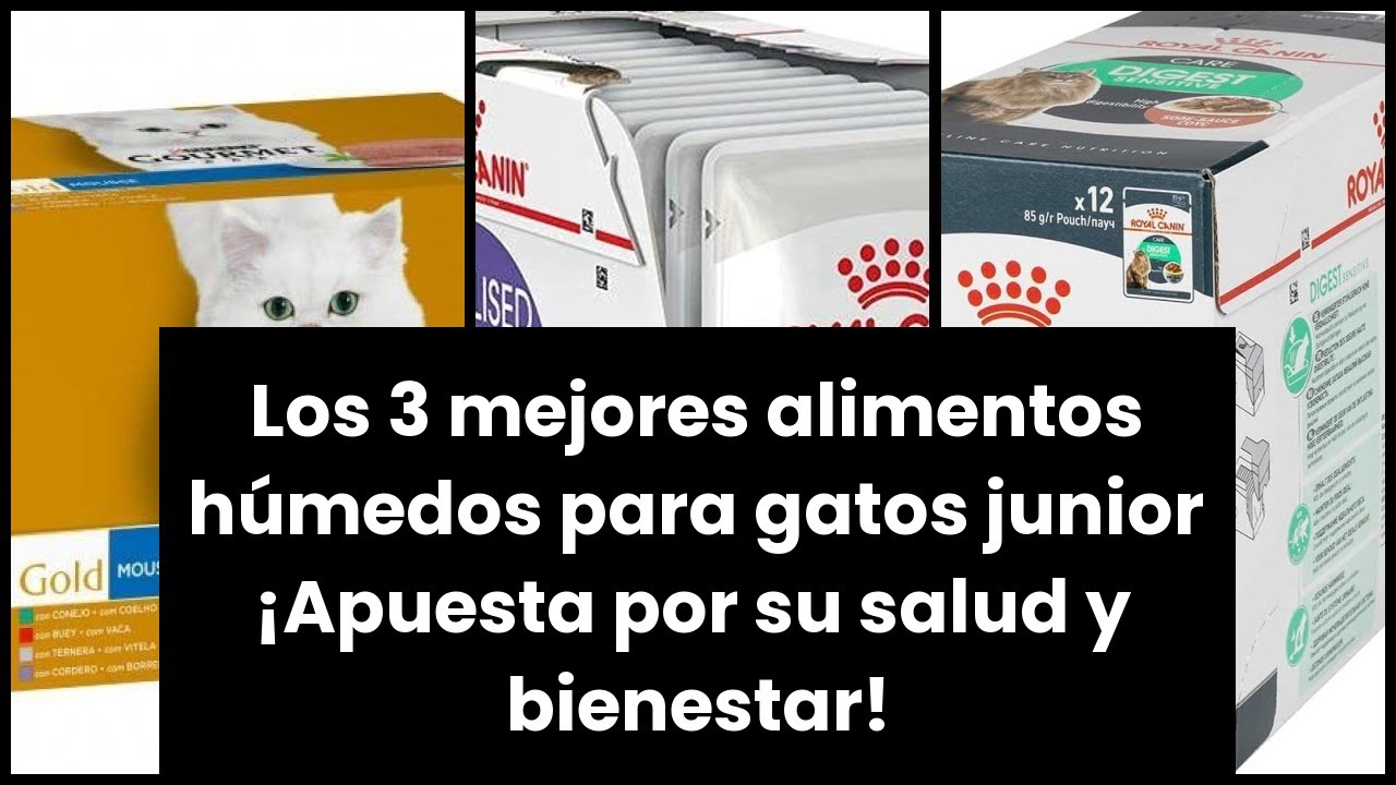 Comida húmeda para gatos sensibles: cuidando su salud