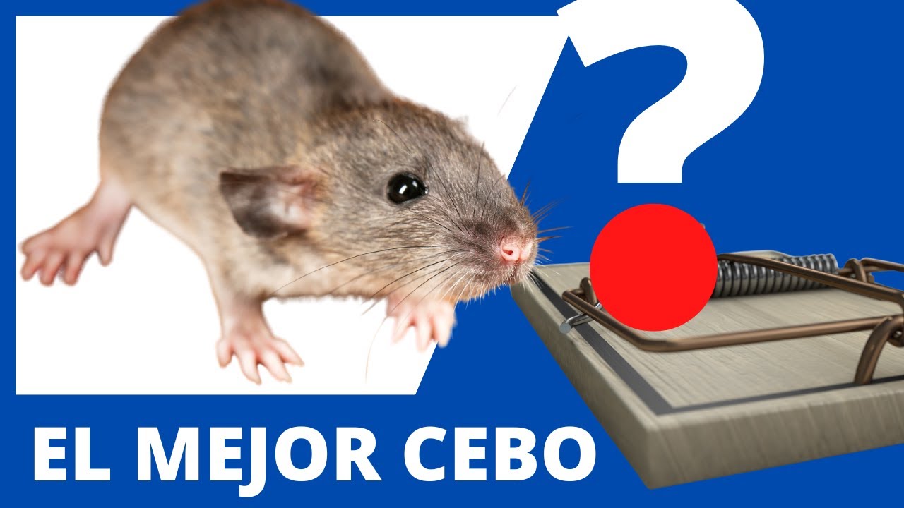 Comida para atraer ratones a trampas