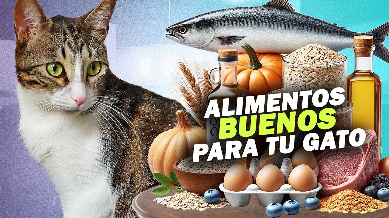 Comida para gatos en Colombia: mantén a tu mascota saludable