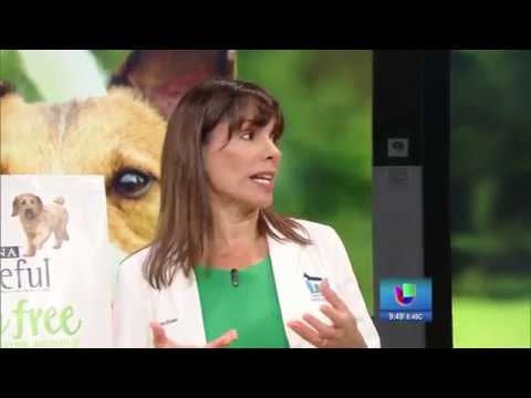 Comida sin granos para perros