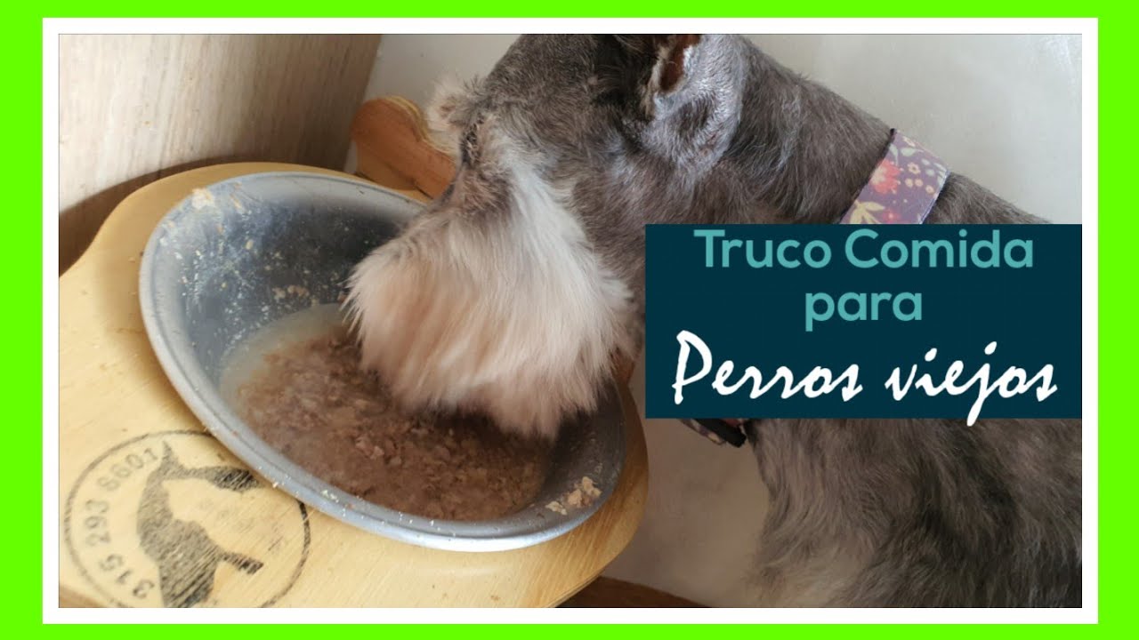 Consejos para ablandar la comida de perro y hacerla más apetecible