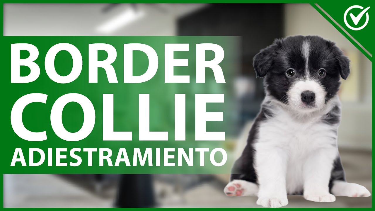 Consejos para alimentar a tu border collie cachorro