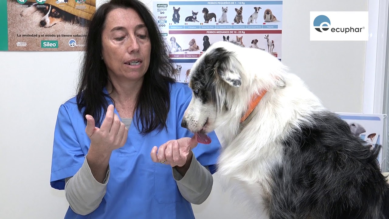 Consejos para alimentar a tu perro con jeringa de forma segura