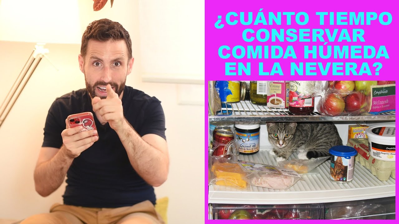 Consejos para conservar comida húmeda de gatos fresca más tiempo