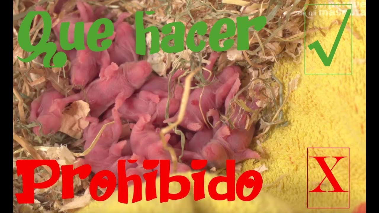 Consejos y recomendaciones de comida para hamster ruso bebé