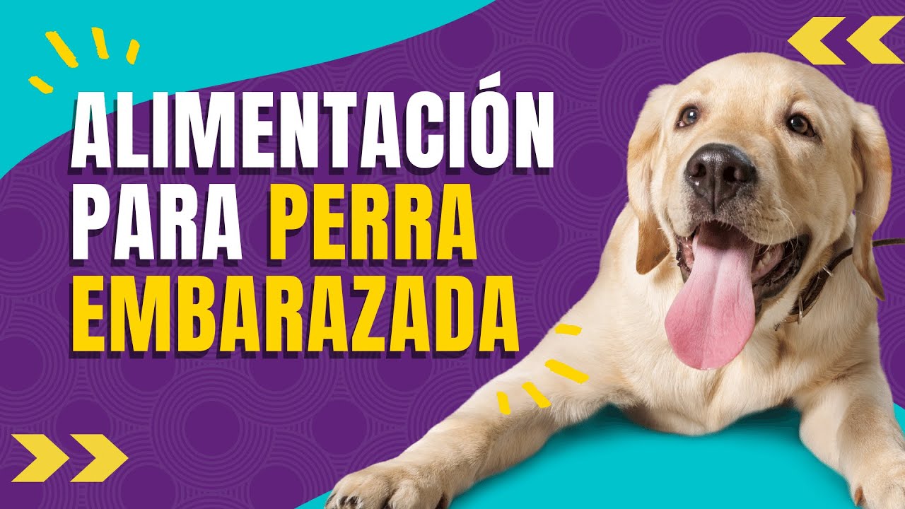 Deliciosa comida casera para tu perra preñada