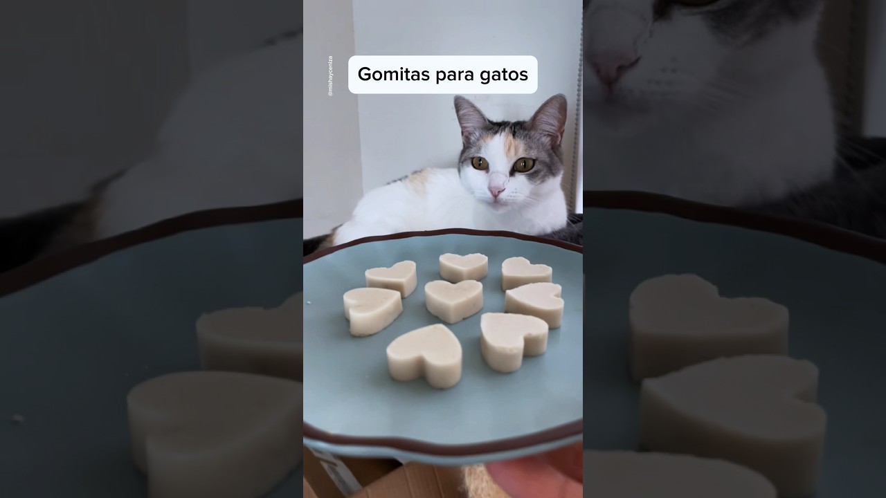 Deliciosas opciones de comida para consentir a tu gata