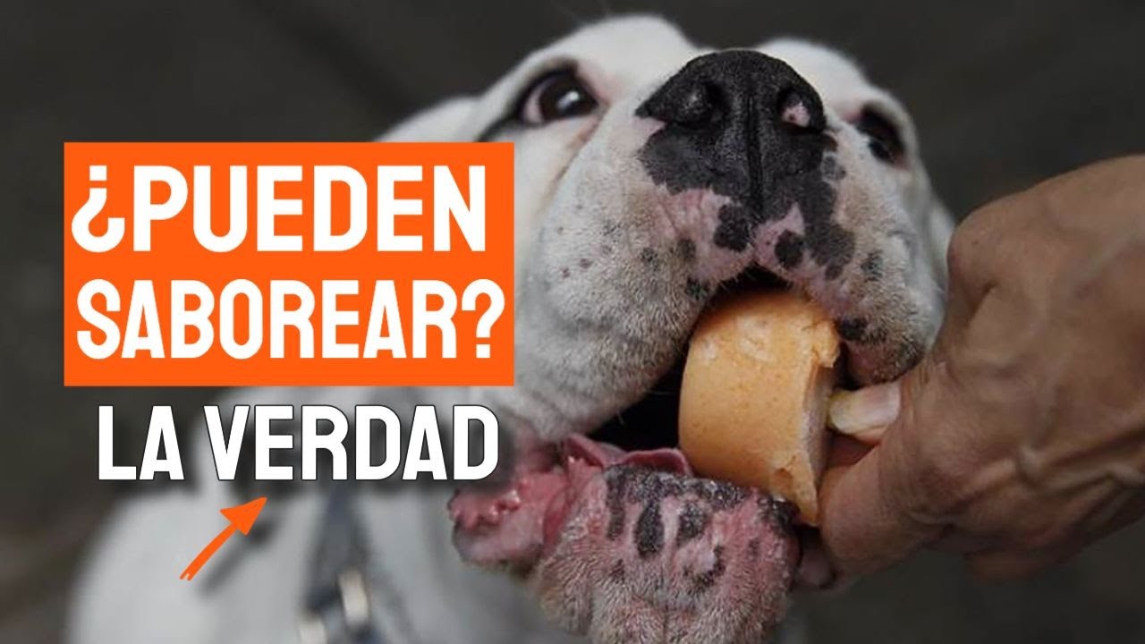Descubriendo los sabores preferidos de tu mascota
