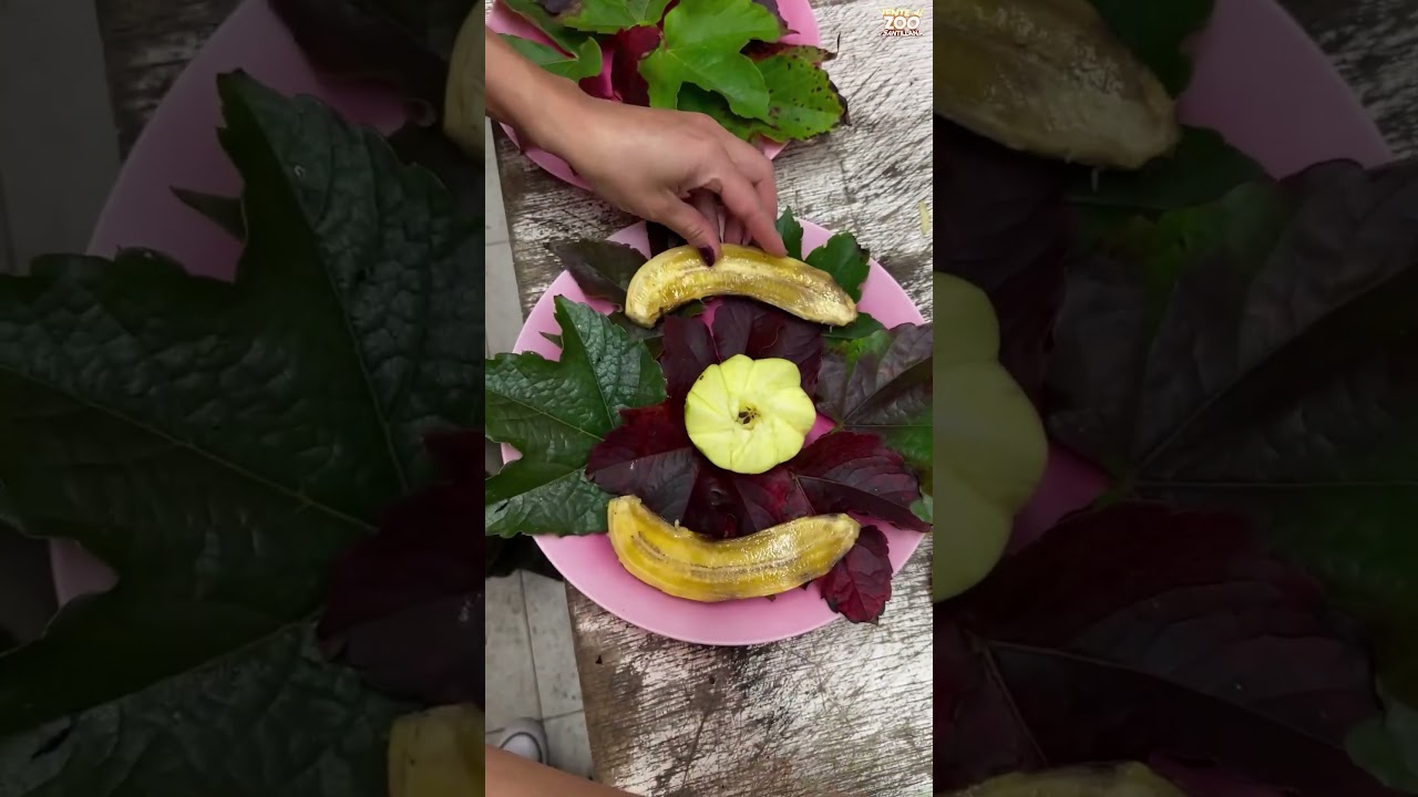 Disfruta del zoo con tu propia comida