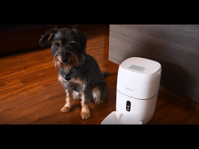 Dosificador de comida para perros: la solución para tu mascota