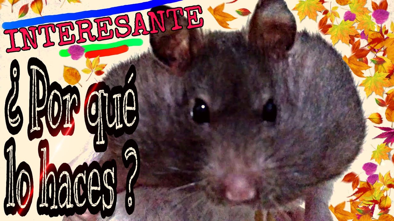 El comportamiento de los hamsters al almacenar su comida en su hogar