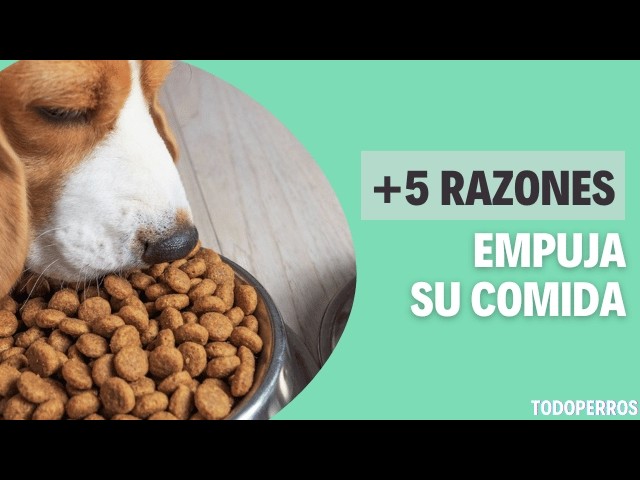 El curioso comportamiento de mi perro con la comida