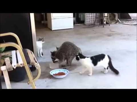 El mapache astuto que roba comida a los gatos