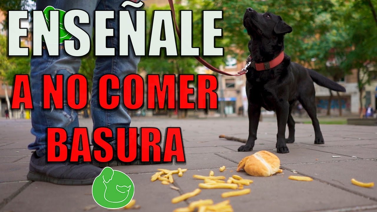 El problema de mi perro con la comida en el suelo