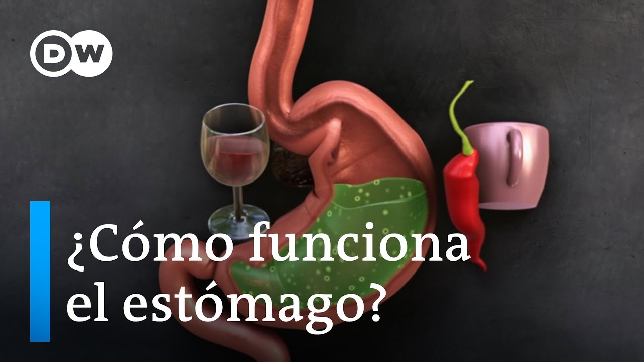 El recorrido de la comida antes de llegar al estómago