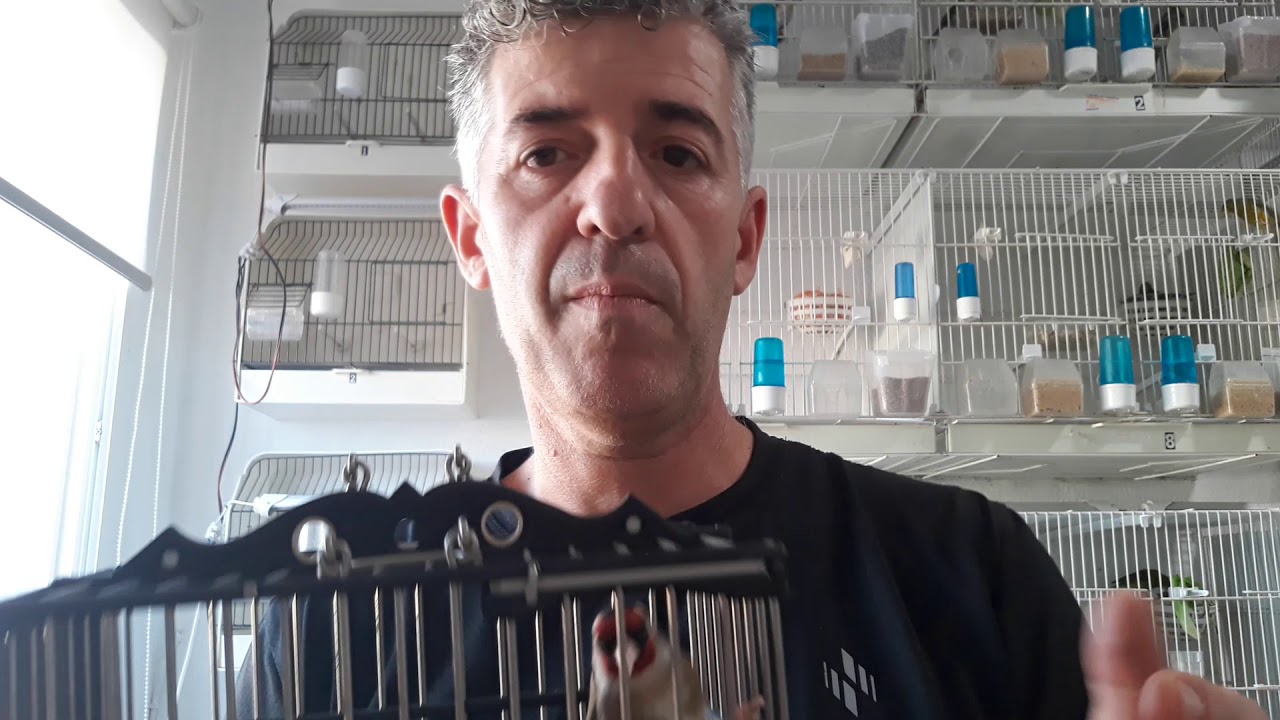 Importancia de la alimentación adecuada para jilgueros en cautiverio