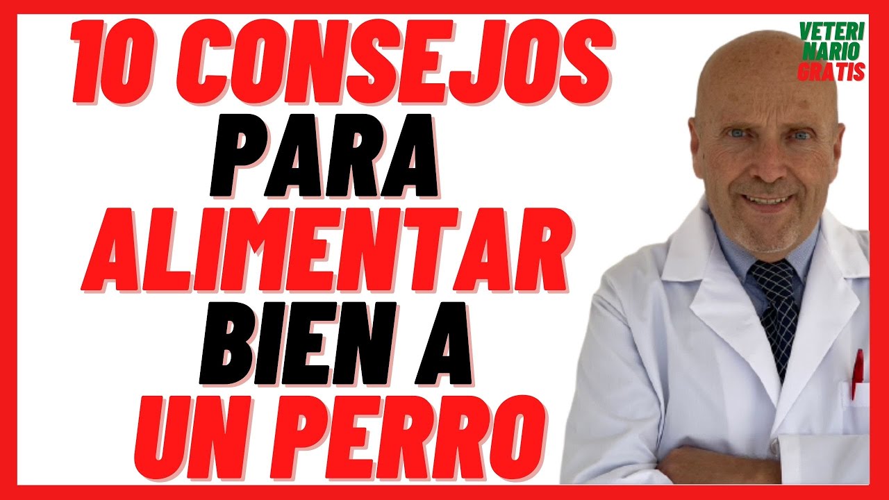 Importancia de la comida adecuada para perros
