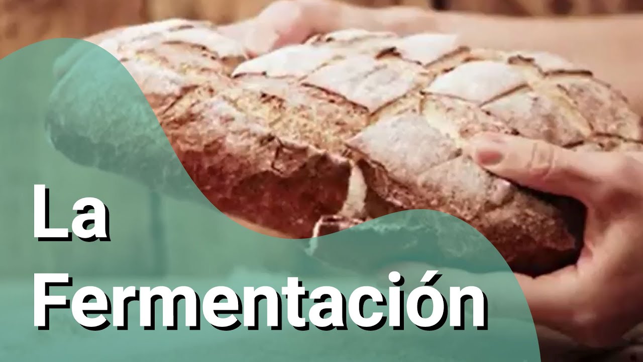 Importancia de la fermentación en la preparación de comida