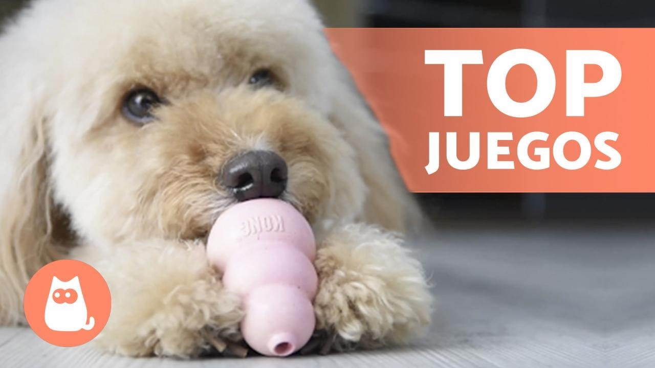Juguete interactivo para perros que les permite obtener su comida