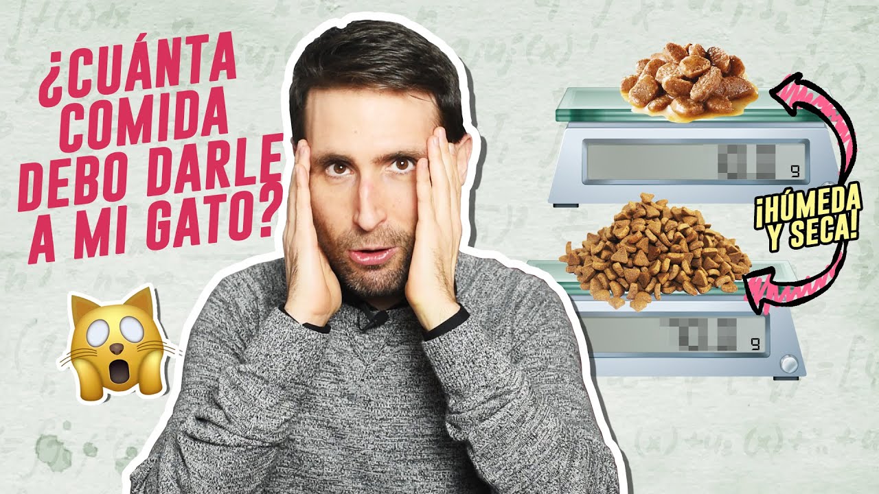 La cantidad adecuada de comida húmeda para tu gato