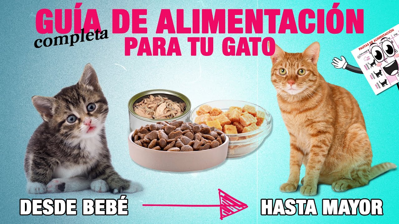 La cantidad adecuada de comida para tu gato: consejos útiles